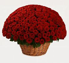 Премиум букет из: Розы в Заволенье